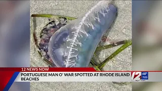 DEM: Portuguese men-of-war spotted at 3 RI beaches