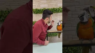 Salman exotic birds store