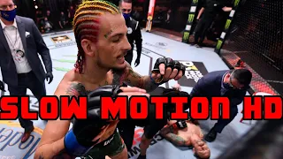 Sean O'Malley Knocks Out Eddie Wineland - Slow Motion HD