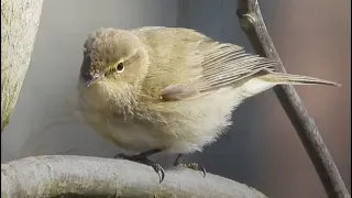 Common Chiffchaff