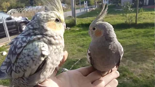 Trained cockatiel free flight