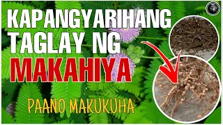 ANG SEKRETONG KAPANGYARIHAN NG MAKAHIYA PLANT | AGIMAT AT MUTYA SA PILIPINAS | Bhes Tv