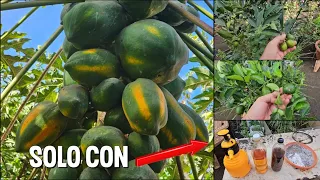 MELAZA + LEJIA DE CENIZA = TONELADAS DE FRUTOS