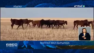 Жаппай мал қырылуда