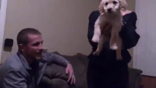 puppy surprise compilation NO:31