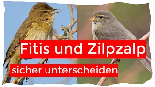 Zilpzalp und Fitis sicher und einfach unterscheiden