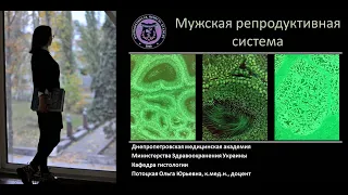 25. Мужская половая система