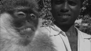 Ethiopian Monkeys for Salk Vaccine, November 1961