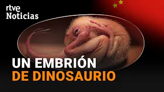 Hallan un EMBRIÓN de DINOSAURIO, con más de 66 millones de años, en un HUEVO FOSILIZADO  | RTVE