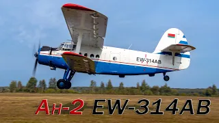 Ан-2 р/н EW-314AB ДОСААФ - работа с парашютистами на аэродроме Сычково - UMNS (24.09.23).