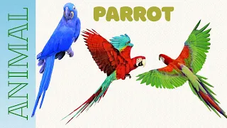 Попугай: красивый, яркий и влюбленный 🦜love parrot