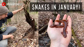 Coastal Georgia Snakes and North Georgia Salamanders! Herping during a January Warm Front!