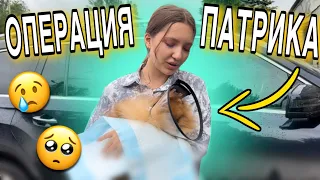 Операция у собаки 😥 Как всё прошло? снова плачу 😢 #моясобака #шпиц