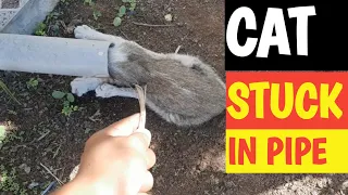 How Cat stuck in pipe / cat died by stucking her head