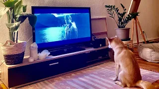 Mochi watches horror movies!