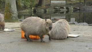 How Capybaras Express Their Feelings and Successfully Dominate Other Capybaras In the Herd