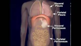 Body Cavity Membranes