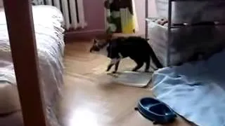 Пьяный кот неправильно прыгнул Drunk cat jumped wrong