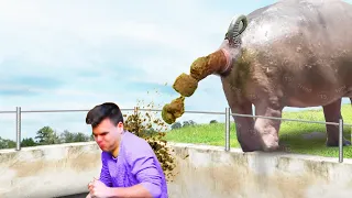 hippo drops HUGE poop on him...