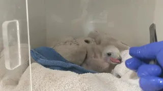 Baby Cooper's Hawk enjoying a spot of breakfast!