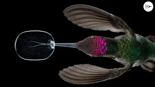 How Hummingbirds Feed & Fight