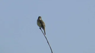 WillowFlycatcher BluegrassFWA 5 24 24