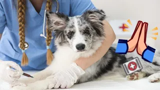 CURE Seu animal de Estimação, Oração para São Lazaro