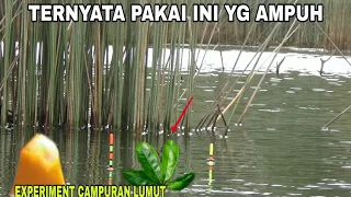 MARI KITA COBA CAMPURAN LUMUT UNTUK MANCING NILA LIAR  DARI BAHAN ALAMI