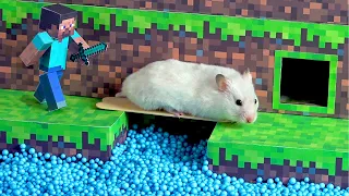 Hamster Minecraft Maze