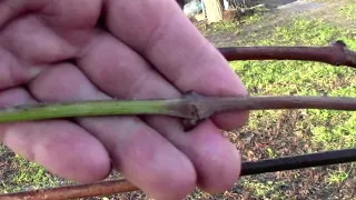 🔴🔴 Сроки обрезки винограда. When to start pruning grapes?  Когда обрезать виноград осенью?