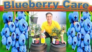 All About BLUEBERRY CARE & PLANTING - in detail |  Better in POTS than In-Ground???!!!