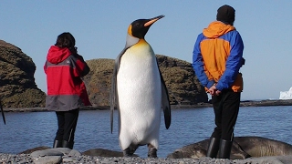 Пингвины ( В Антарктиде льдины ...)  Penguins ( In the Antarctic ice ...)