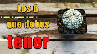 ¿Cuántas especies de cactus Astrophytum existen? ¡Descúbrelo hoy mismo!