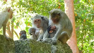 Young mom take her baby milk..! #baby #animal #monkeyvideos