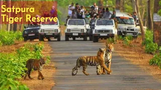 Satpura National Park, Hoshangabad District  of Madhya Pradesh in India. 