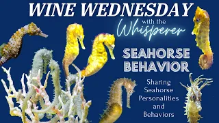 Wine Wednesday - Seahorse Behaviors and Personalities