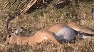 Impala Collapsed Inmovility