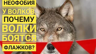 Что такое НЕОБФОБИЯ У ВОЛКОВ ? Почему волки боятся флажков? Команда "ВОЛКИ" отвечает на вопрос