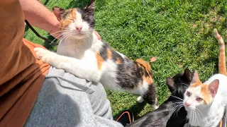 As soon as I walked into the park, cats greeted me and hugged my leg.