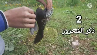 صيد الطيور بفخ جديد و بسيط. net bird hunting