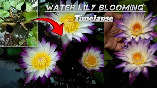 Water lily blooming 😍❤️ purple joy #waterlily #timelapse #nature #flowers #srilanka #lilyflower