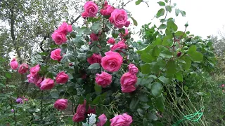 плетистые розы Тантау   Lawinia  Giardina  Elfe  Schneewalzer  Ozeana