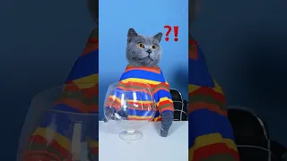 Venom: Oscar, Please Just A Little 🥛👀| Don't Waste Food  #funnycat #catsoftiktok  #shorts