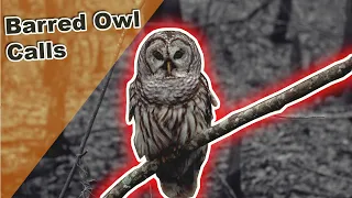 Barred Owls Calling at Night