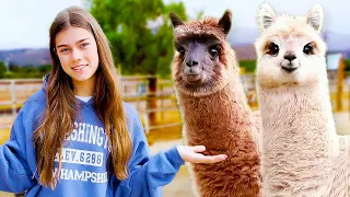 Mia studies who alpacas are and takes care of animals | Collection of useful videos for children