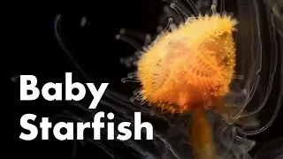 How Are Starfish Born?