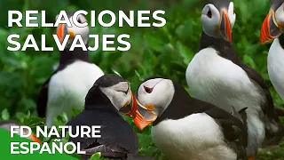 Relaciones Salvajes | Free Documentary Nature - Español