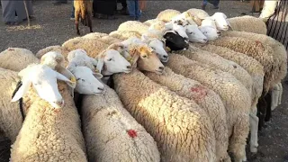 اليوم من سوق الغنم مزوارية وجدة مع الأثمنة العيد الأضحى 🐏🐏 5/5/2024