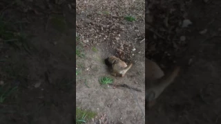 Border terrier finds fox cubs