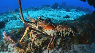 Cuáles Son Los 10 Crustaceos Más Peligrosos del Mundo?